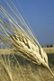 Agricoltura: Istat; dati economici 2006 Agricoltura: Istat; dati economici 2006